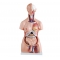 Manechin pentru pregatire medicala - TORS 85 cm - 19 parti