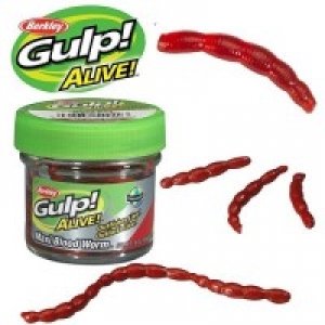 Shad Berkley Gulp! Alive! 3 cm -  Angle Worm